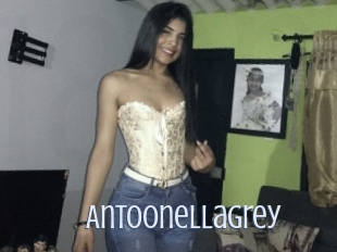 Antoonellagrey