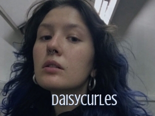 Daisycurles